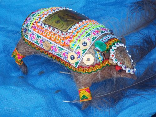 Serfor hizo un llamado a pobladores de Puno proteger la fauna silvestre durante la tradicional Feria de las Alasitas que se celebra en las ciudades de Puno y Juliaca. ANDINA/Difusión