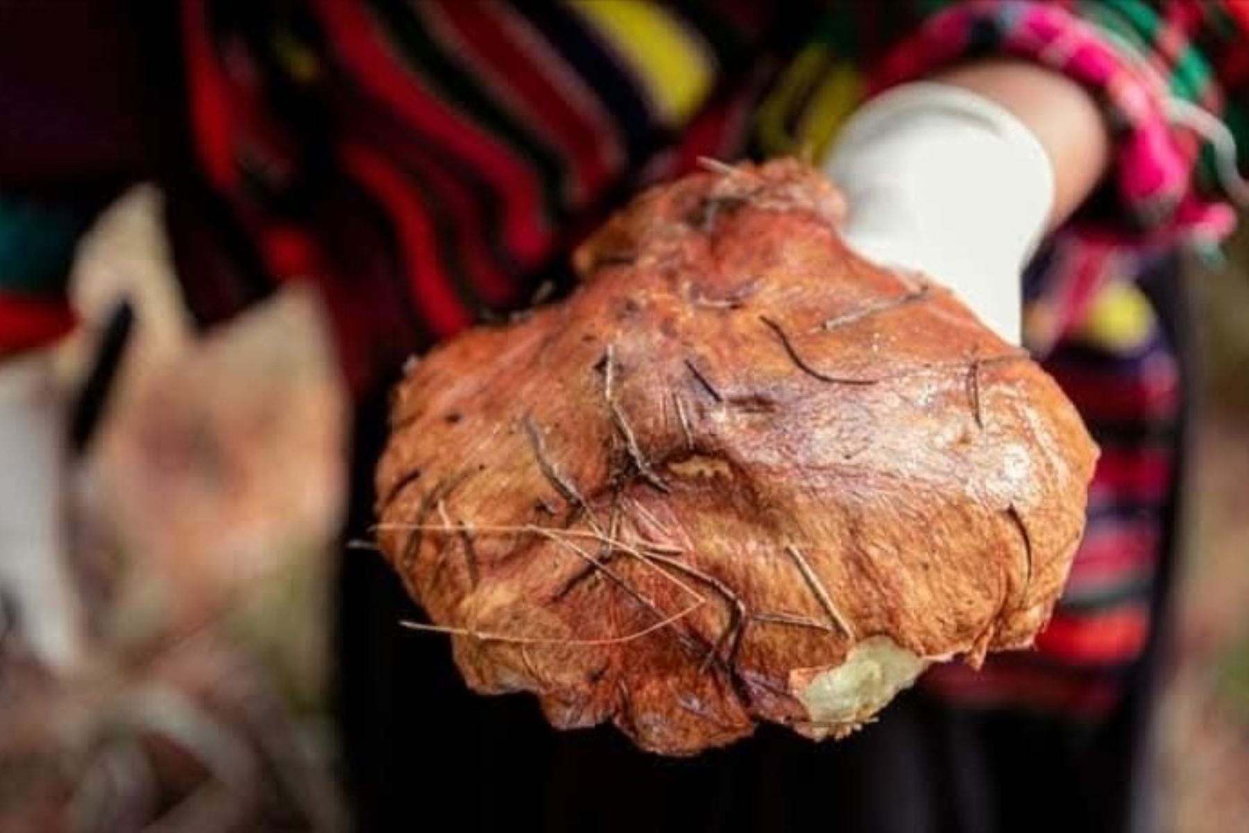 La calidad del hongo peruano, ecológico y silvestre, ha sido fundamental para abrir las puertas a mercados "premium", donde la demanda por productos orgánicos de alta calidad está en constante crecimiento.