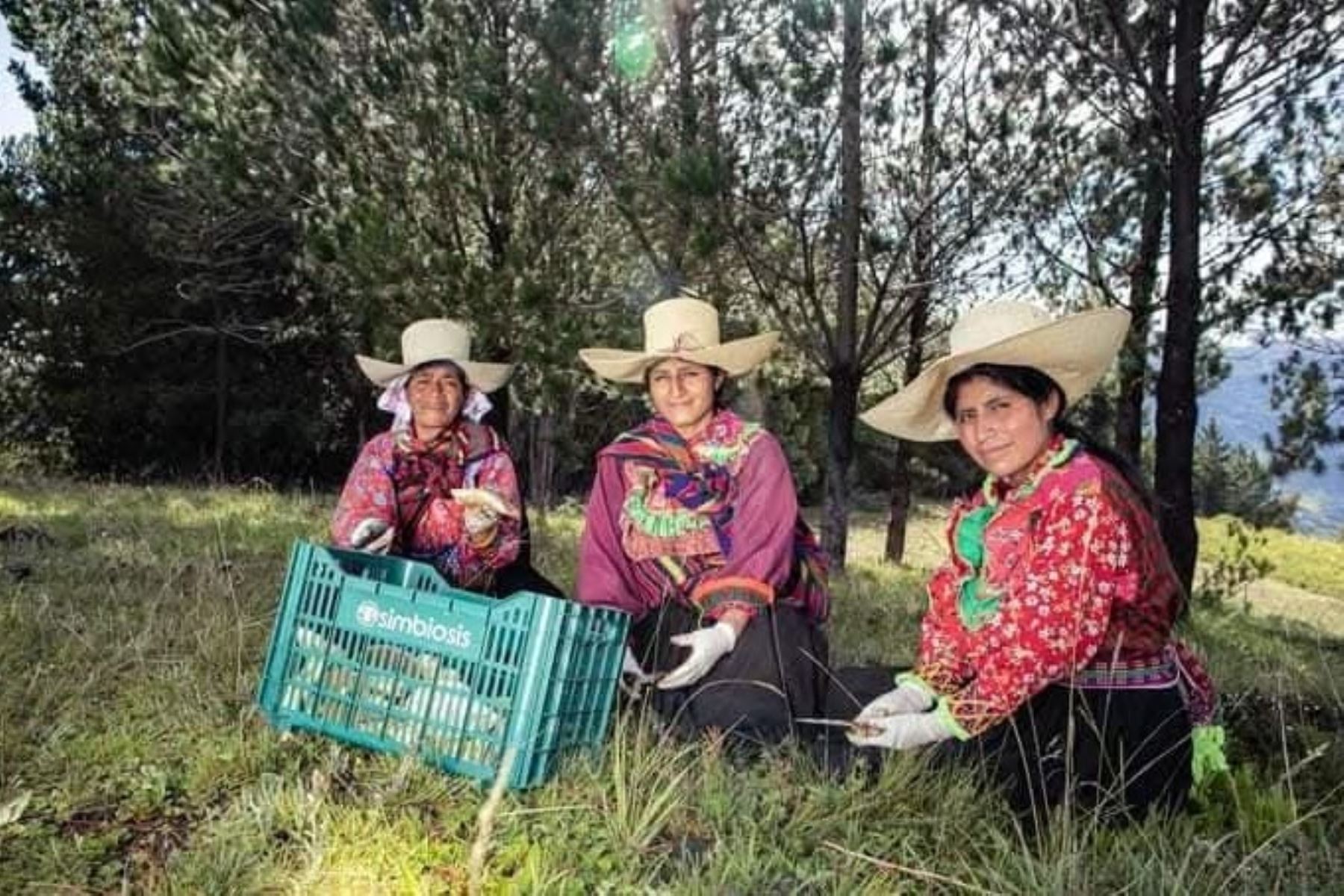 La calidad del hongo peruano, ecológico y silvestre, ha sido fundamental para abrir las puertas a mercados "premium", donde la demanda por productos orgánicos de alta calidad está en constante crecimiento.