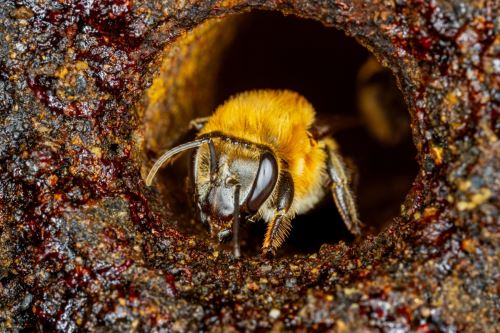 La interrelación entre cultura y ecología convierte a la meliponicultura Asháninka en un modelo de conservación sostenible y resiliencia cultural.