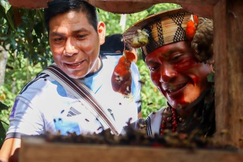 La interrelación entre cultura y ecología convierte a la meliponicultura Asháninka en un modelo de conservación sostenible y resiliencia cultural.