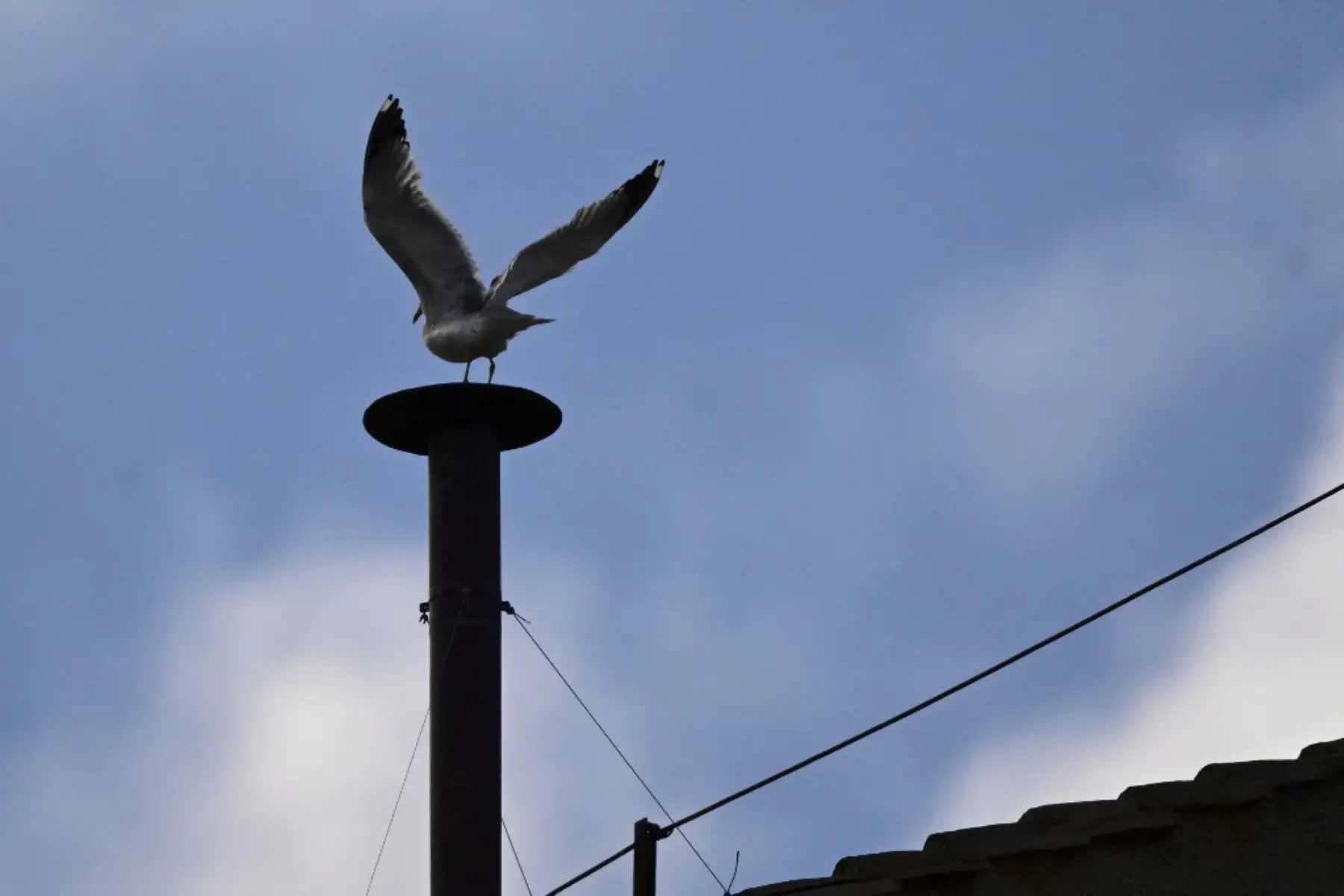 Una gaviota se posa en la chimenea de la Capilla Sixtina durante el cónclave para elegir a un nuevo Papa.

Foto: AFP
