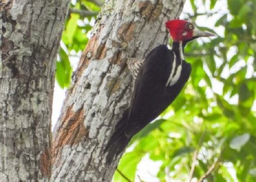 El Perú alberga una gran diversidad de especies de aves, en especial las áreas naturales protegidas, que lo convierte en un destino ideal para la observación de aves. ANDINA/Difusión