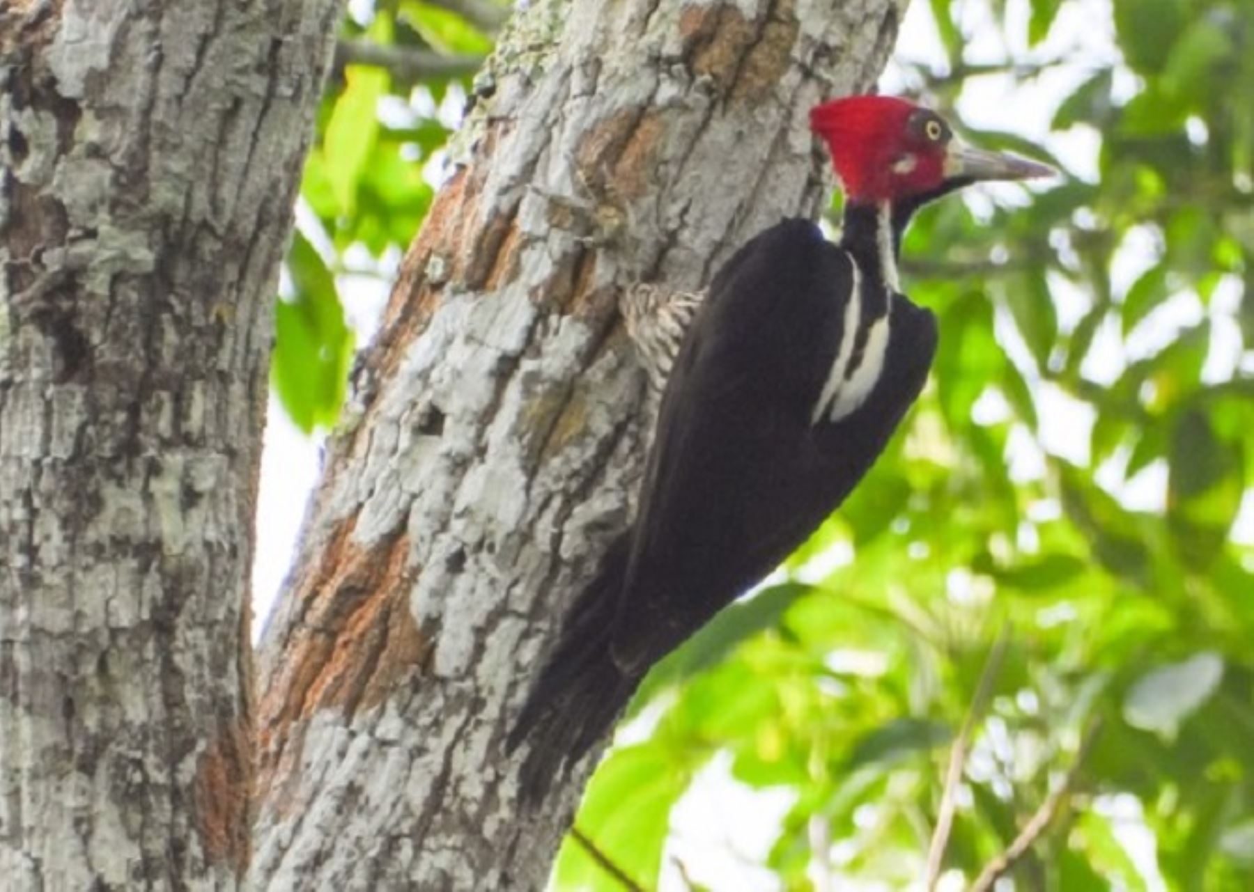 El Perú alberga una gran diversidad de especies de aves, en especial las áreas naturales protegidas, que lo convierte en un destino ideal para la observación de aves. ANDINA/Difusión