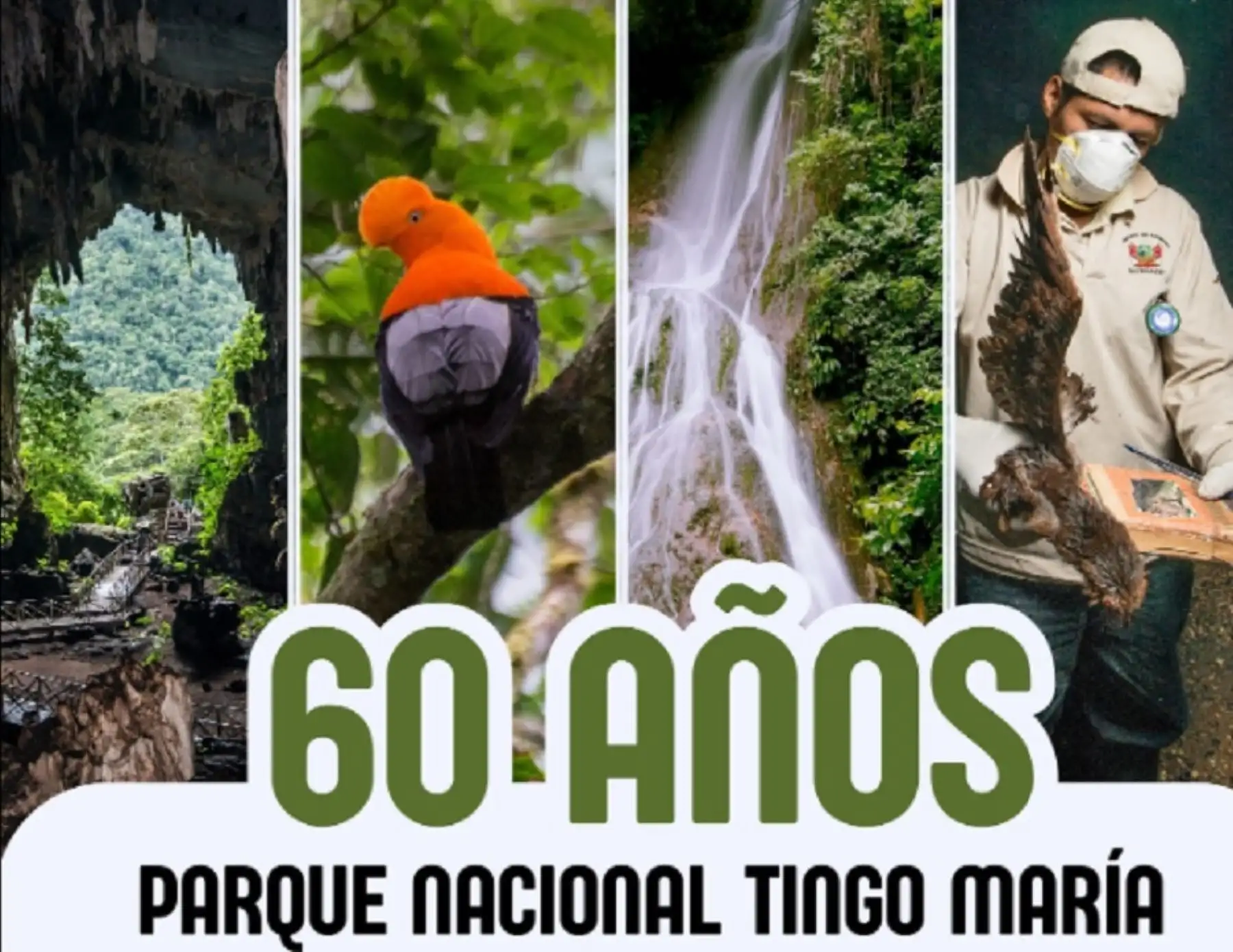 El Parque Nacional Tingo María es la segunda área natural protegida creada en el Perú, el 14 de mayo de 1965 por la Ley N°15574.