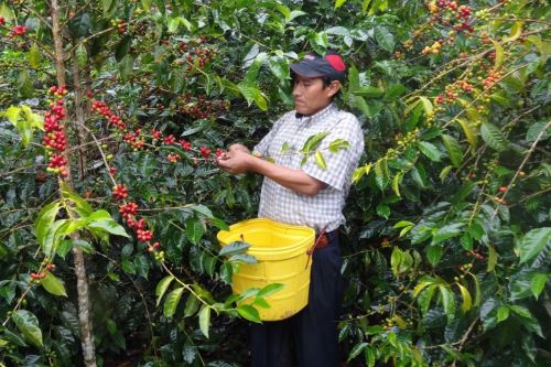 Pequeño productor de café y cacao. ANDINA/Difusión