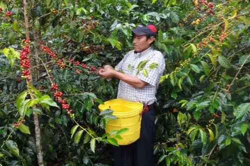 Pequeño productor de café y cacao. ANDINA/Difusión