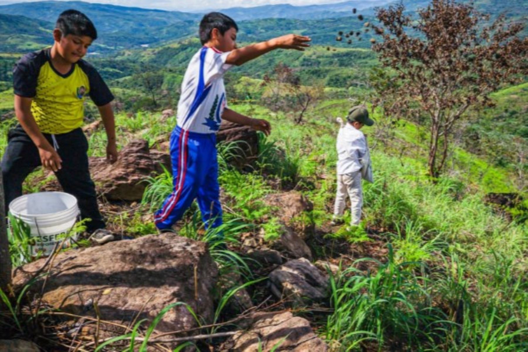 Metodología presentada por el IIAP acelera la recuperación natural del bosque. Foto: IIAP/Difusión.