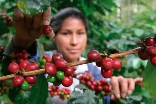 El Día del Café Peruano se celebra el cuarto viernes de agosto. Foto: ANDINA/Difusión