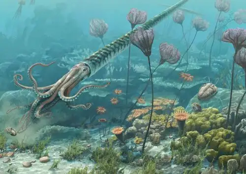 Un fósil marino de hace 473 millones de años fue hallado en la selva de Cusco. El fósil fue bautizado con el nombre de Bactroceras cocafolium, un cefalópodo, un pariente lejano de los pulpos y calamares actuales. Ilustración: Ingemmet/Beth Zaiken/Blue Rhino Studio