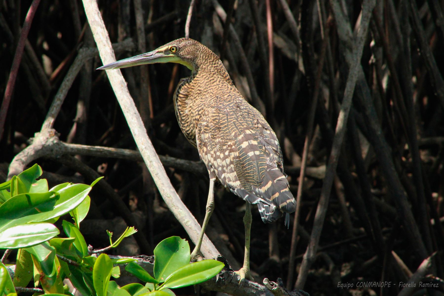 La garza tigre es una especie de ave pelecaniforme de la familia Ardeidae​​, autóctona de América Central y del norte de Colombia y Perú, y es una de las tantas especies que podrán ser observadas durante el Global Big Day 2025, la competencia mundial de avistamiento de aves donde participarán más de 200 países, con el objetivo de registrar de mayor cantidad de especies en una sola jornada. Foto: Fiorella Ramírez/CONMANOPE