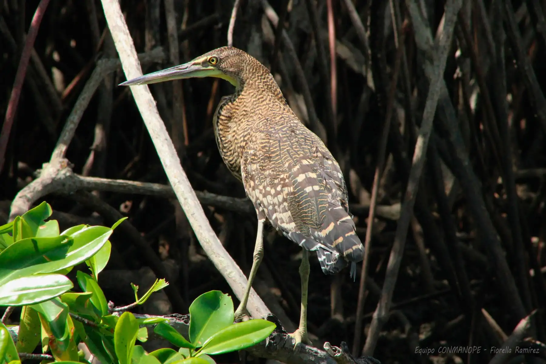La garza tigre es una especie de ave pelecaniforme de la familia Ardeidae​​, autóctona de América Central y del norte de Colombia y Perú, y es una de las tantas especies que podrán ser observadas durante el Global Big Day 2025, la competencia mundial de avistamiento de aves donde participarán más de 200 países, con el objetivo de registrar de mayor cantidad de especies en una sola jornada. Foto: Fiorella Ramírez/CONMANOPE