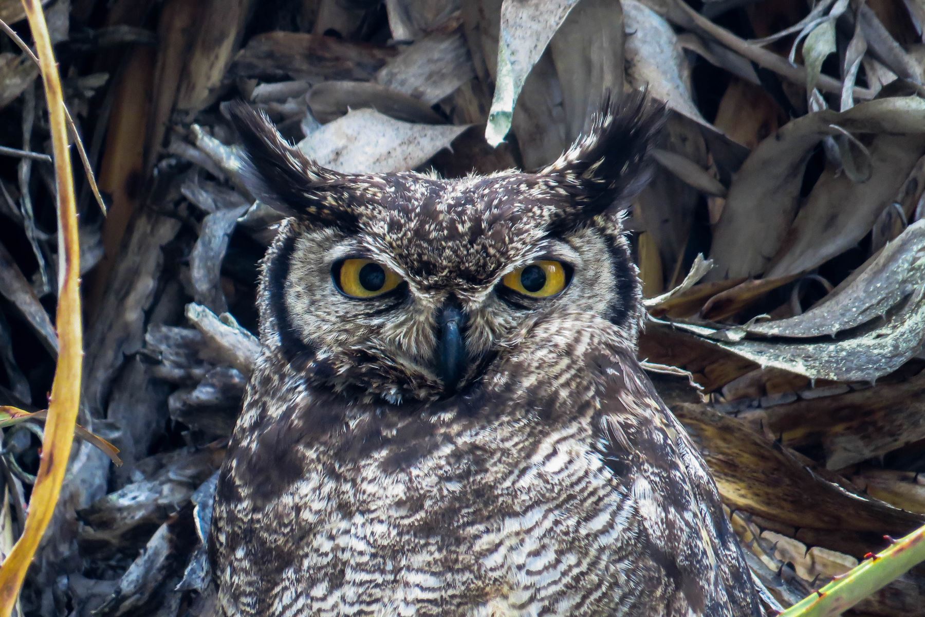 Este sábado 10 de mayo, durante 24 horas se desarrollará el Global Big Day 2025, la competencia mundial de avistamiento de aves, donde participarán más de 200 países, entre ellos el Perú, con el objetivo de triunfar en el registro de mayor cantidad de especies en una sola jornada. Foto: Cortesía