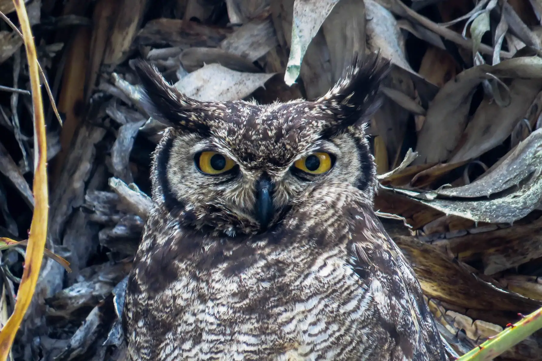 Este sábado 10 de mayo, durante 24 horas se desarrollará el Global Big Day 2025, la competencia mundial de avistamiento de aves, donde participarán más de 200 países, entre ellos el Perú, con el objetivo de triunfar en el registro de mayor cantidad de especies en una sola jornada. Foto: Cortesía