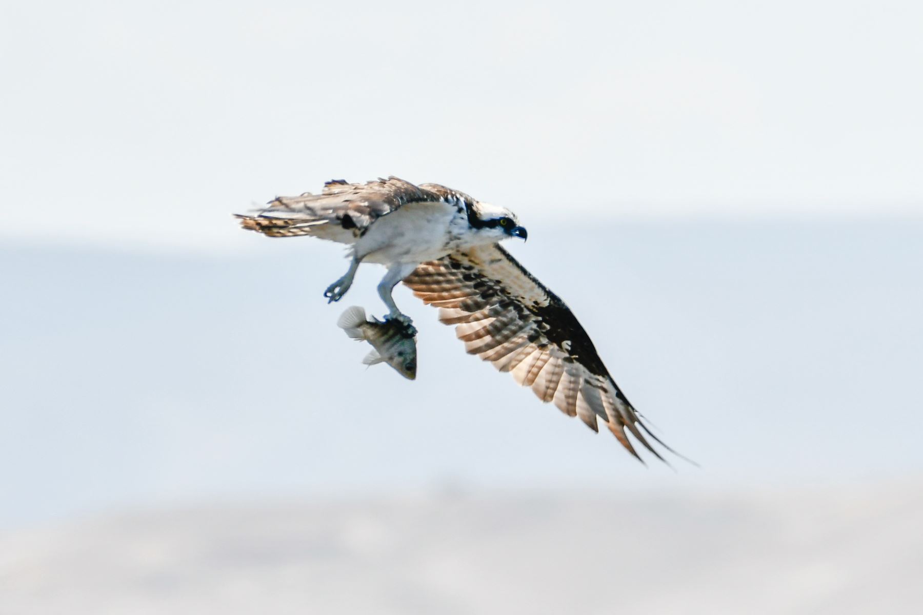 Este sábado 10 de mayo, durante 24 horas se desarrollará el Global Big Day 2025, la competencia mundial de avistamiento de aves, donde participarán más de 200 países, entre ellos el Perú, con el objetivo de triunfar en el registro de mayor cantidad de especies en una sola jornada. Foto: Cortesía