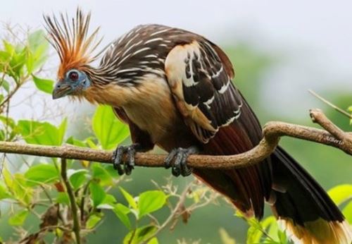 La región San Martín busca consolidarse como importante destino para la observación de aves durante la competencia Global Big Day 2025 que se celebrará este sábado 10 de mayo. ANDINA/Difusión
