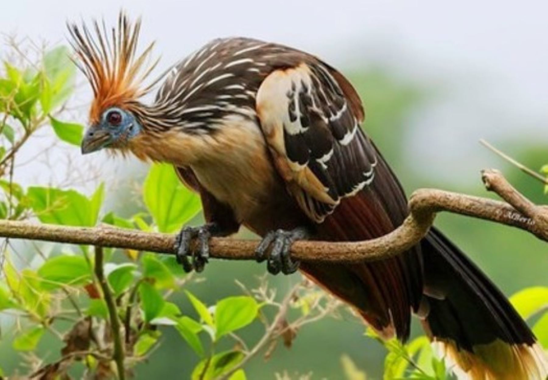 La región San Martín busca consolidarse como importante destino para la observación de aves durante la competencia Global Big Day 2025 que se celebrará este sábado 10 de mayo. ANDINA/Difusión