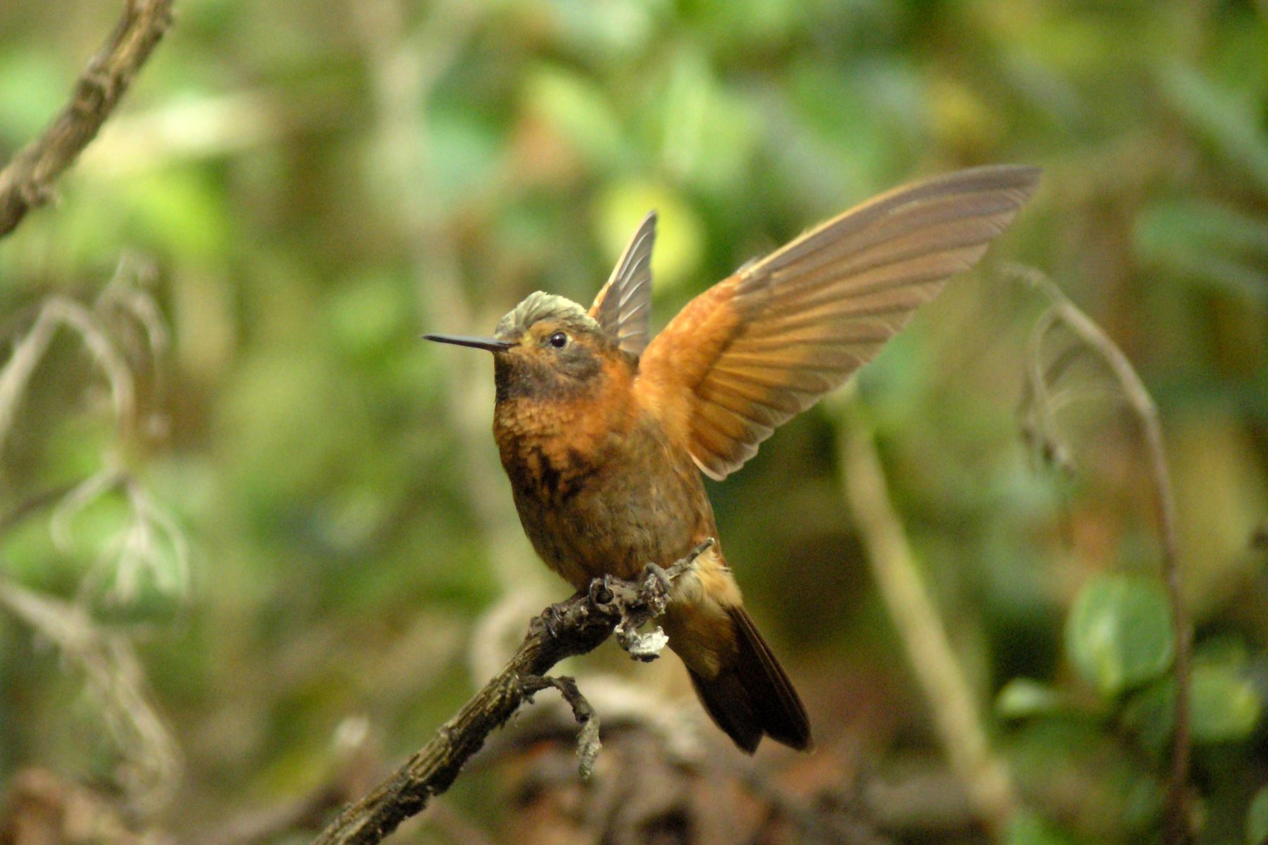 Este sábado 10 de mayo, durante 24 horas se desarrollará el Global Big Day 2025, la competencia mundial de avistamiento de aves, donde participarán más de 200 países, entre ellos el Perú, con el objetivo de triunfar en el registro de mayor cantidad de especies en una sola jornada. Foto: Sernanp