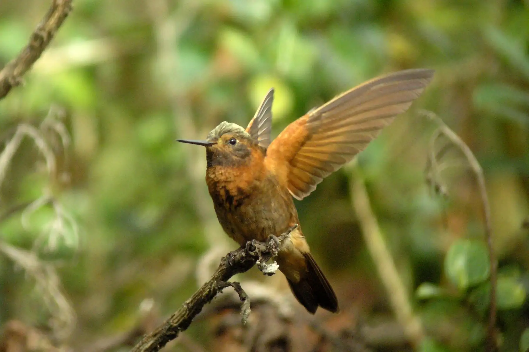 Este sábado 10 de mayo, durante 24 horas se desarrollará el Global Big Day 2025, la competencia mundial de avistamiento de aves, donde participarán más de 200 países, entre ellos el Perú, con el objetivo de triunfar en el registro de mayor cantidad de especies en una sola jornada. Foto: Sernanp