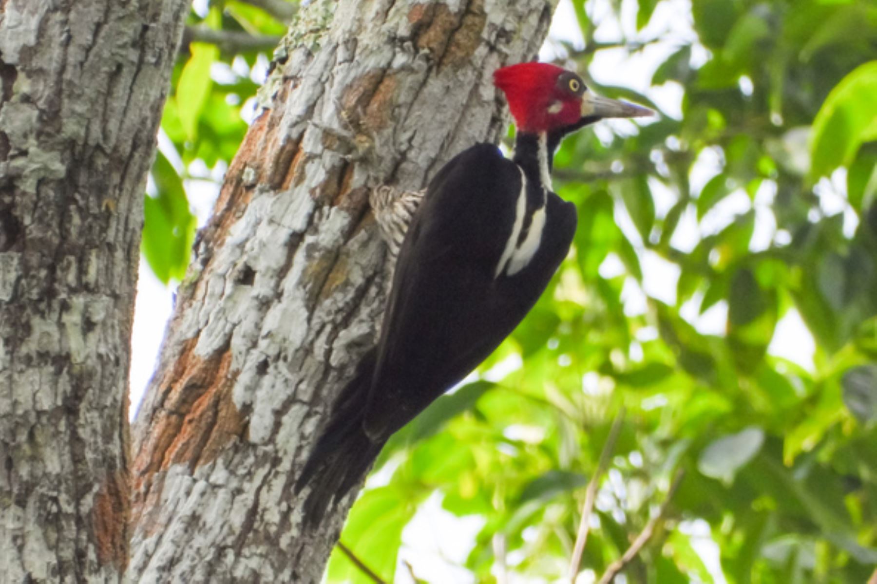 Este sábado 10 de mayo, durante 24 horas se desarrollará el Global Big Day 2025, la competencia mundial de avistamiento de aves, donde participarán más de 200 países, entre ellos el Perú, con el objetivo de triunfar en el registro de mayor cantidad de especies en una sola jornada. Foto: Cortesía
