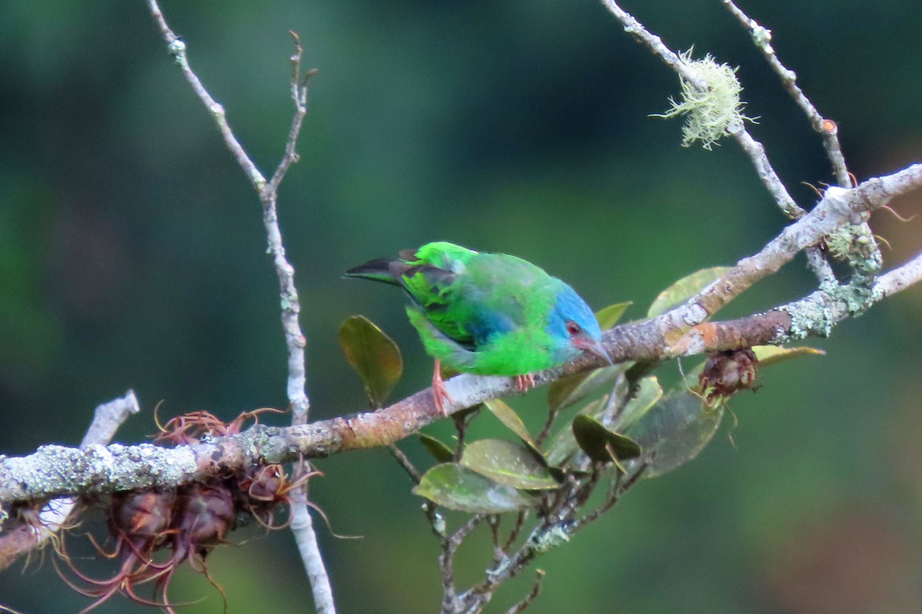 El dacnis es una especie de ave paseriforme de la familia Thraupidae, nativo de América Central y del Sur, y es una de las tantas especies que podrán ser observadas durante el Global Big Day 2025, la competencia mundial de avistamiento de aves donde participarán más de 200 países, con el objetivo de registrar de mayor cantidad de especies en una sola jornada. Foto: Cortesía
