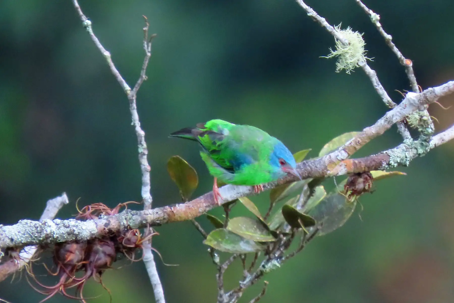 El dacnis es una especie de ave paseriforme de la familia Thraupidae, nativo de América Central y del Sur, y es una de las tantas especies que podrán ser observadas durante el Global Big Day 2025, la competencia mundial de avistamiento de aves donde participarán más de 200 países, con el objetivo de registrar de mayor cantidad de especies en una sola jornada. Foto: Cortesía