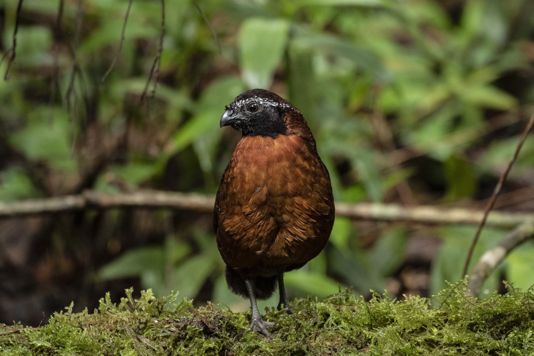 El corcovado pechirrufo​  es una especie de ave de la familia Odontophoridae, que vive en Bolivia, Ecuador y Perú, y es una de las tantas especies que podrán ser observadas durante el Global Big Day 2025, la competencia mundial de avistamiento de aves donde participarán más de 200 países, con el objetivo de registrar de mayor cantidad de especies en una sola jornada. Foto: Cortesía