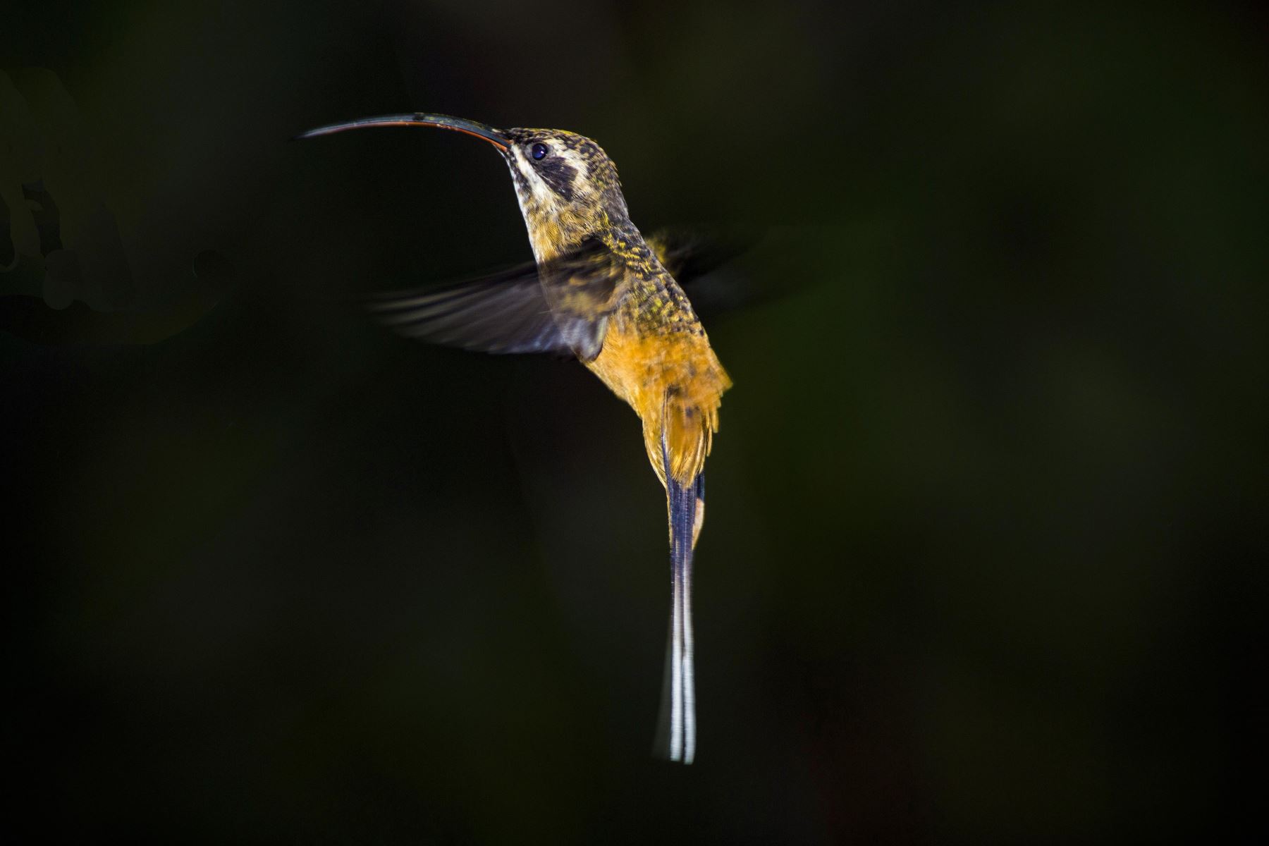 El ermitaño leonado o multicolor es una especie de ave apodiforme de la familia Trochilidae, nativo de regiones andinas del noroeste de América del Sur, y es una de las tantas especies que podrán ser observadas durante el Global Big Day 2025, la competencia mundial de avistamiento de aves donde participarán más de 200 países, con el objetivo de registrar de mayor cantidad de especies en una sola jornada. Foto: Cortesía