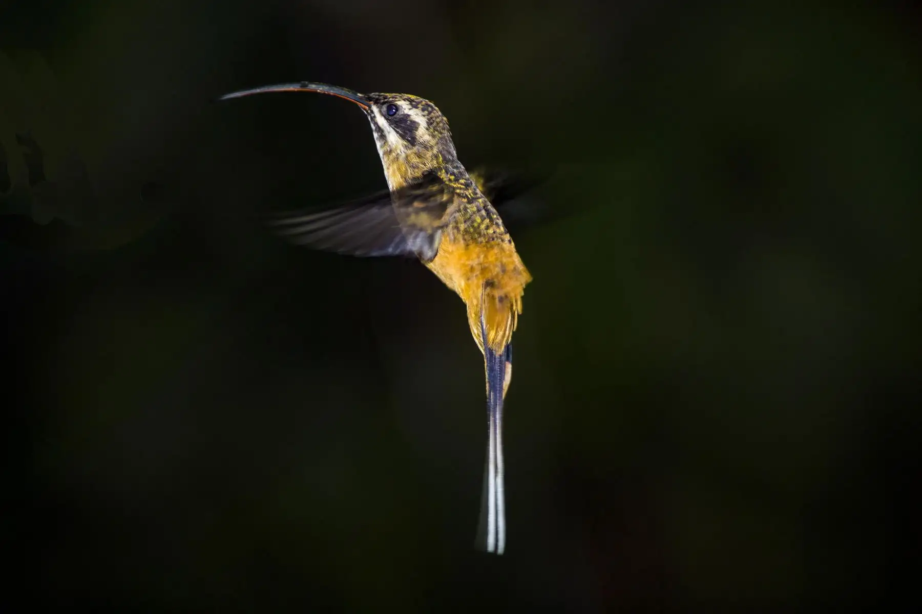 El ermitaño leonado o multicolor es una especie de ave apodiforme de la familia Trochilidae, nativo de regiones andinas del noroeste de América del Sur, y es una de las tantas especies que podrán ser observadas durante el Global Big Day 2025, la competencia mundial de avistamiento de aves donde participarán más de 200 países, con el objetivo de registrar de mayor cantidad de especies en una sola jornada. Foto: Cortesía