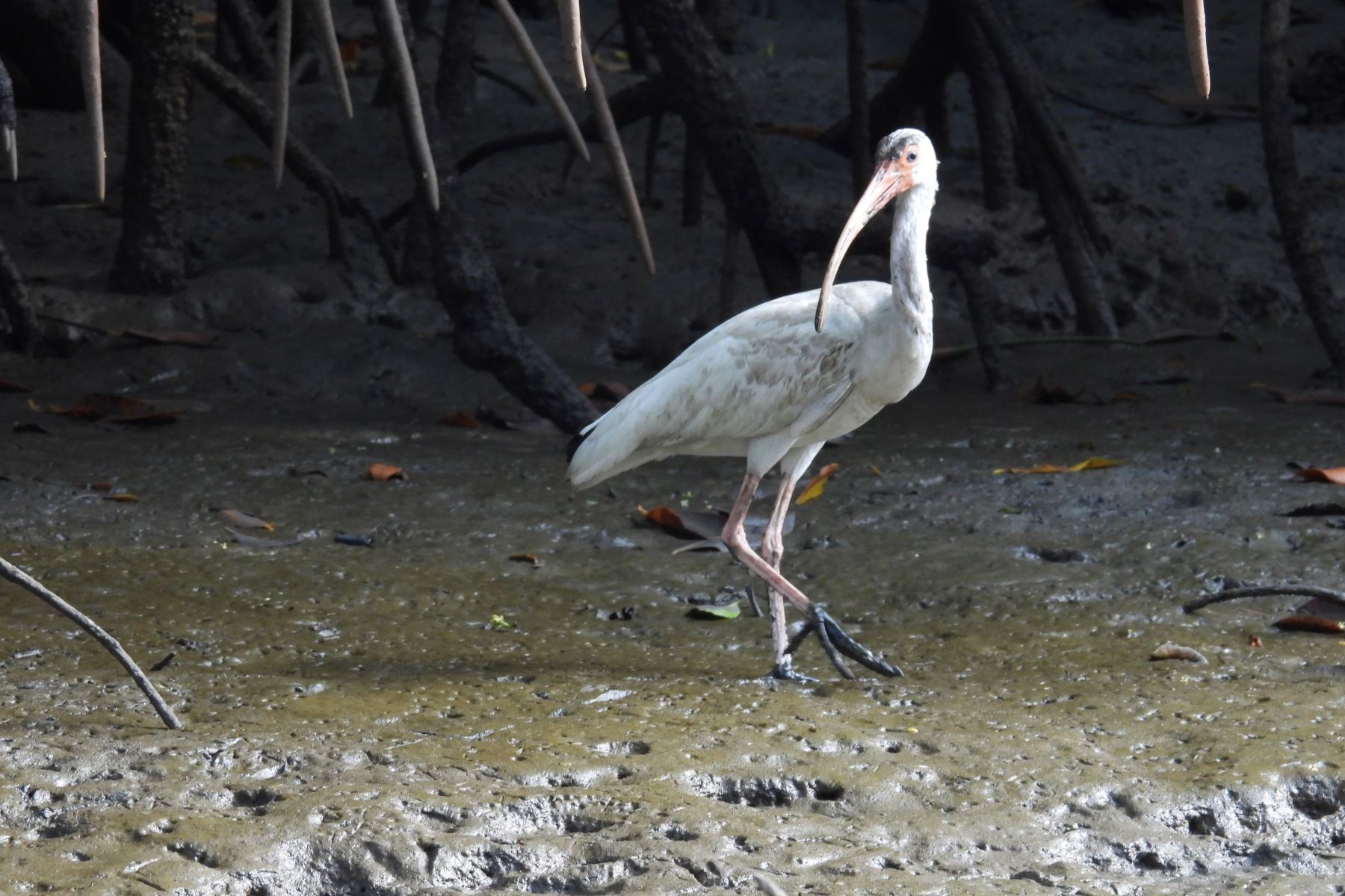 El ibis blanco americano es una especie de ave pelecaniforme de la familia Threskiornithidae, que se encuentra en las costas del Atlántico y del Pacífico en el sur de Norteamérica, toda la zona de América Central y el norte de Sudamérica, y es una de las tantas especies que podrán ser observadas durante el Global Big Day 2025, la competencia mundial de avistamiento de aves donde participarán más de 200 países, con el objetivo de registrar de mayor cantidad de especies en una sola jornada. Foto: Mary Madrid/