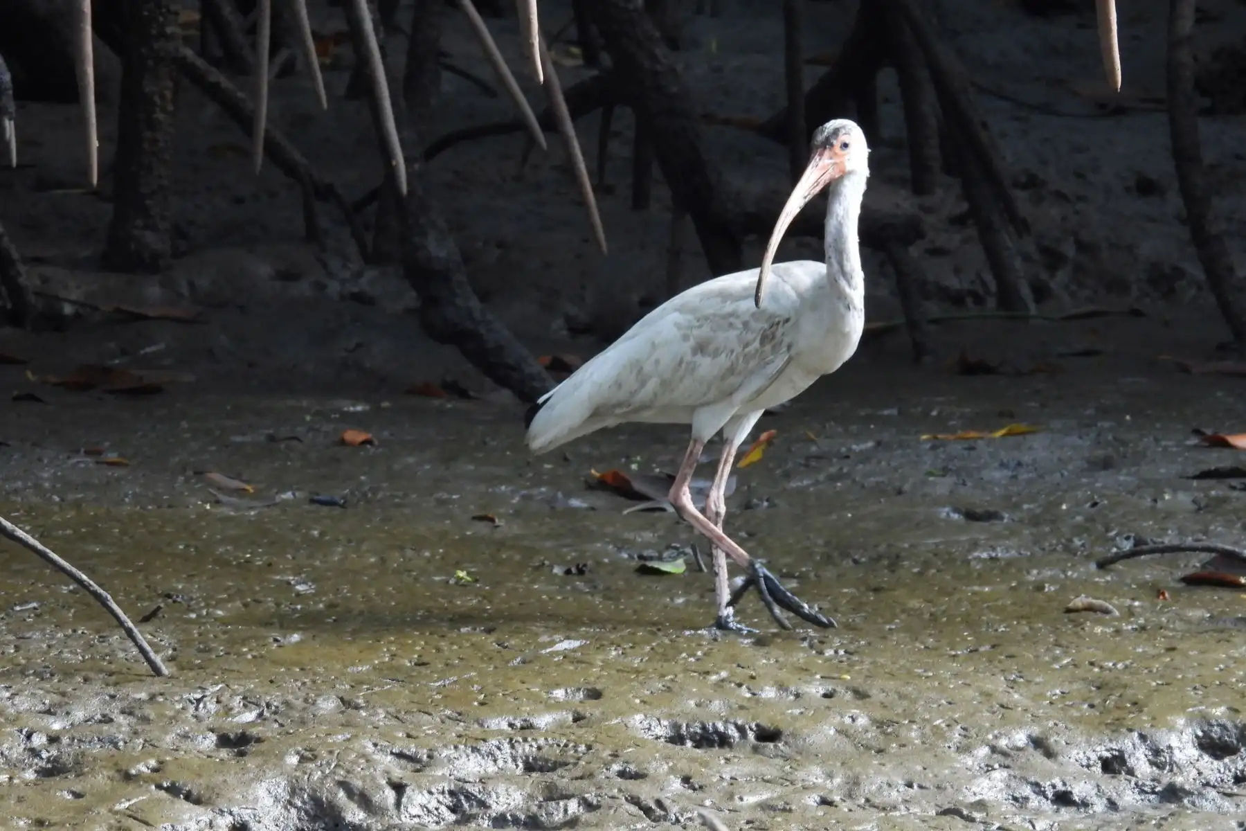 El ibis blanco americano es una especie de ave pelecaniforme de la familia Threskiornithidae, que se encuentra en las costas del Atlántico y del Pacífico en el sur de Norteamérica, toda la zona de América Central y el norte de Sudamérica, y es una de las tantas especies que podrán ser observadas durante el Global Big Day 2025, la competencia mundial de avistamiento de aves donde participarán más de 200 países, con el objetivo de registrar de mayor cantidad de especies en una sola jornada. Foto: Mary Madrid/