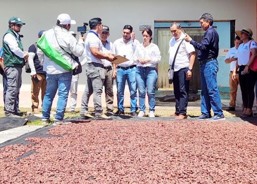 Con el apoyo del Ministerio de Desarrollo Agrario y Riego, la región San Martín fortalecerá sus estrategias y alianzas para impulsar el cultivo de cacao en Juanjuí, provincia de Mariscal Cáceres. ANDINA/Difusión