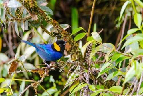 Más de 35 observadores de aves registran especies endémicas en gran jornada de unidad