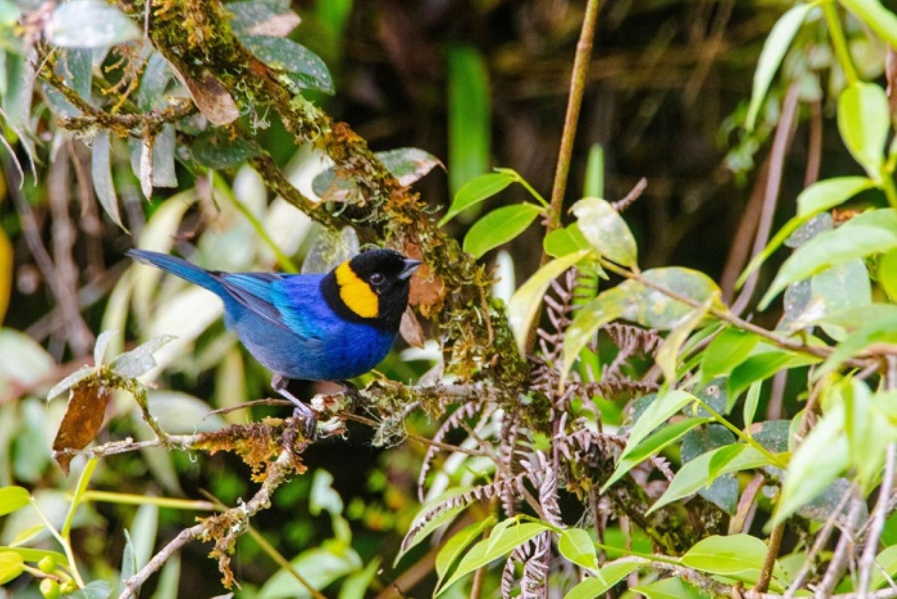 Más de 35 observadores de aves registran especies endémicas en gran jornada de unidad