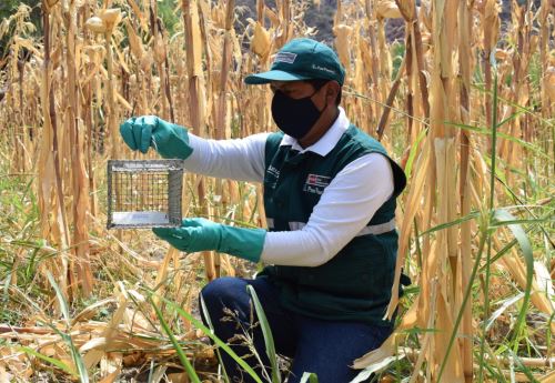 Especialistas del INIA Arequipa desarrollan un estudio sobre una nueva variedad de frejol canario camanejo, más resistente a las plagas. ANDINA/Difusión