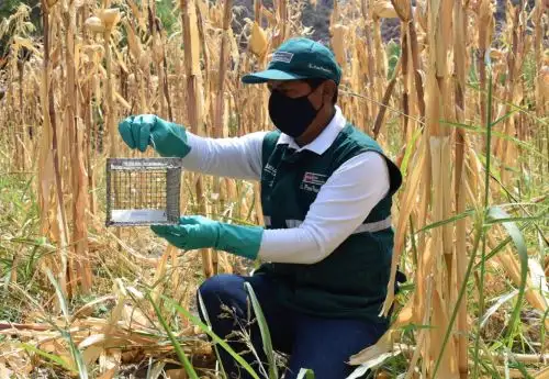 Especialistas del INIA Arequipa desarrollan un estudio sobre una nueva variedad de frejol canario camanejo, más resistente a las plagas. ANDINA/Difusión