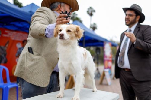Perro pastor chiribaya. Foto: ANDINA/Difusión