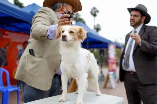 Perro pastor chiribaya. Foto: ANDINA/Difusión