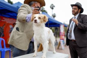 Perro pastor chiribaya. Foto: ANDINA/Difusión