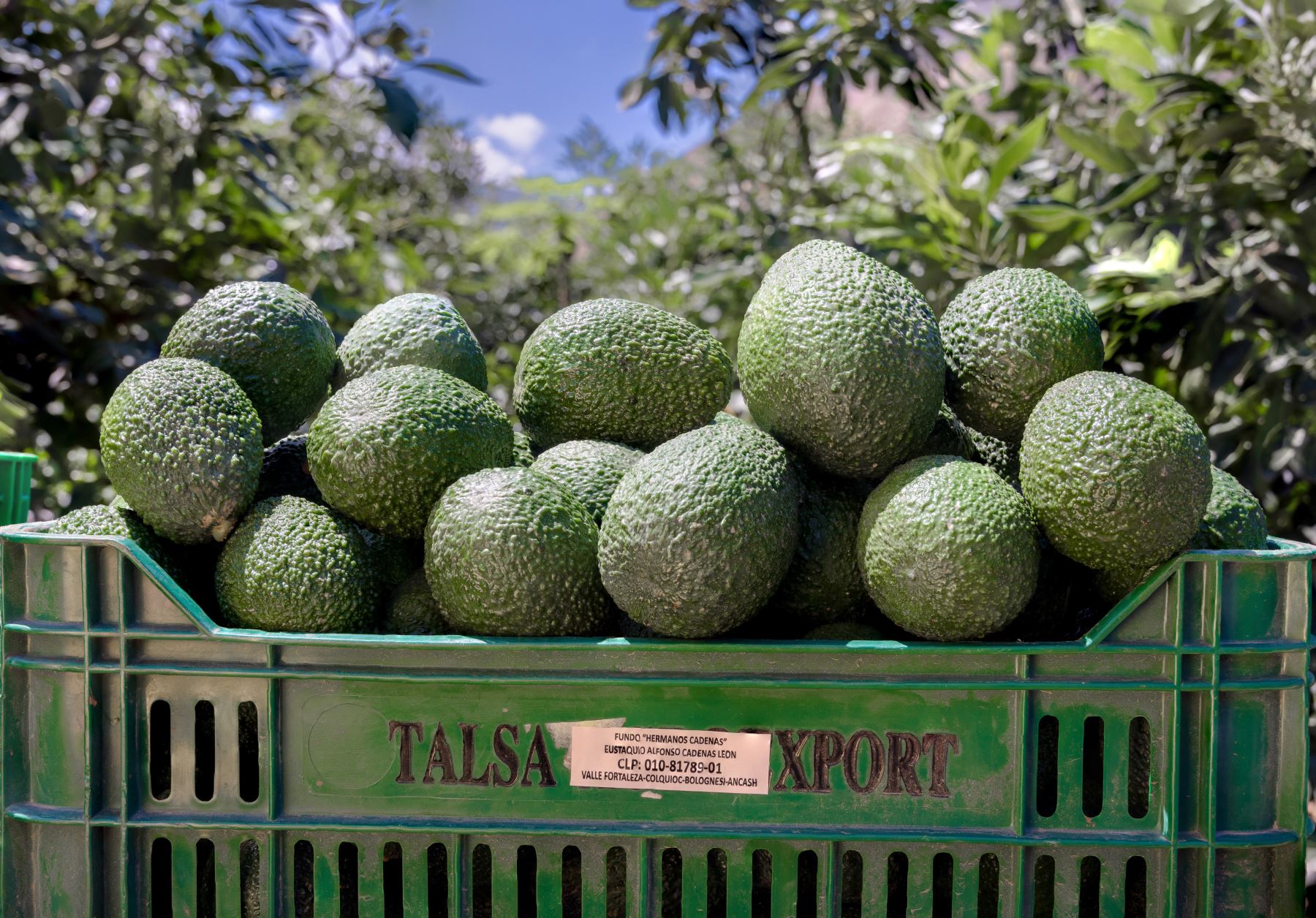 La palta Hass se está convirtiendo en un importante cultivo de Áncash y por lo pronto ya llegó a exportar más de 290 toneladas a diversos mercados.