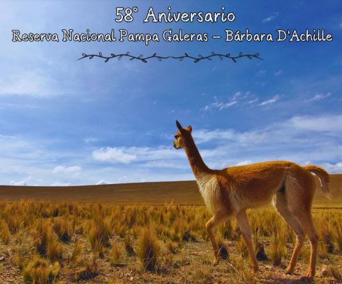 La Reserva Nacional Pampa Galeras Bárbara D’Achille celebra, el 18 de mayo, su 58 aniversario de creación como área natural protegida por el Estado.