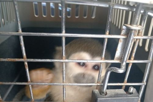 Se exhortó a la población a informar a las autoridades competentes en caso de encontrar fauna silvestre en situaciones vulnerables.