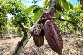 Photo: Agromercado
