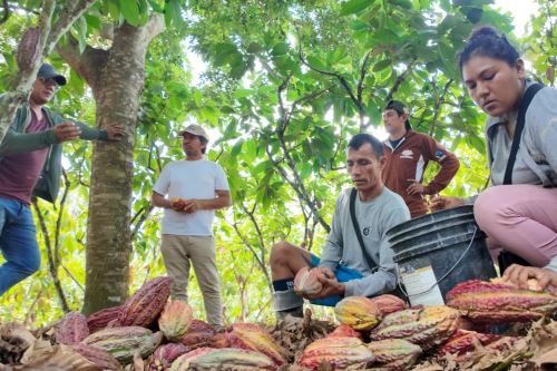 Productores de la región San Martín exportan 100 toneladas de cacao orgánico a Italia. Foto: AGROMERCADO/Difusión
