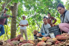 Productores de la región San Martín exportan 100 toneladas de cacao orgánico a Italia. Foto: AGROMERCADO/Difusión