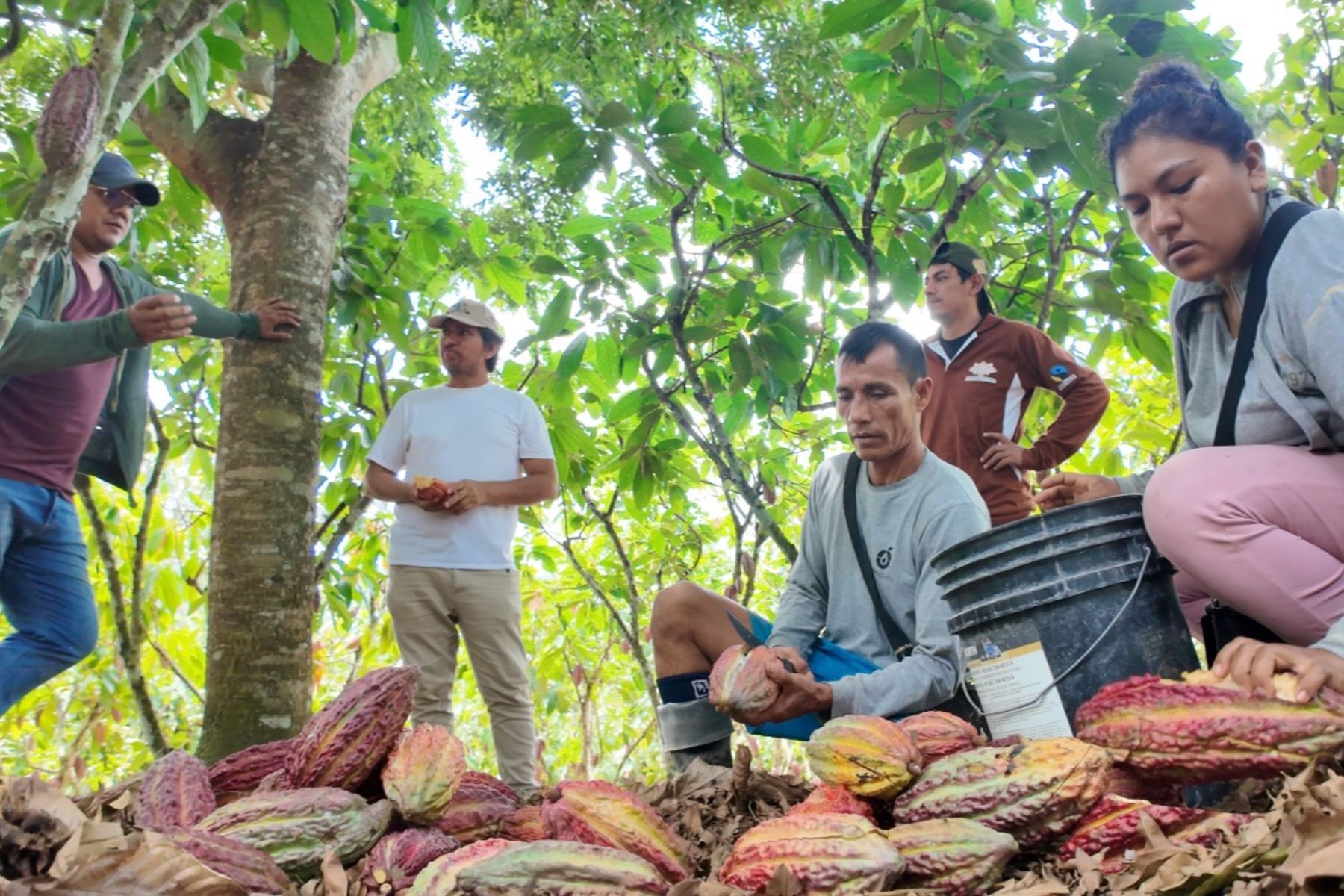Productores de la región San Martín exportan 100 toneladas de cacao orgánico a Italia. Foto: AGROMERCADO/Difusión