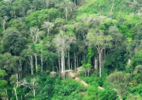 Investigadores del IIAP participaron de un estudio internacional que determinó que los bosques tropicales, incluyendo la Amazonía, se adapta con lentitud al cambio climático. ANDINA/Difusión