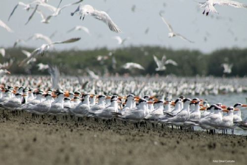 La existencia de estas aves migratorias es fundamental para el cuidado del ambiente y de la biodiversidad