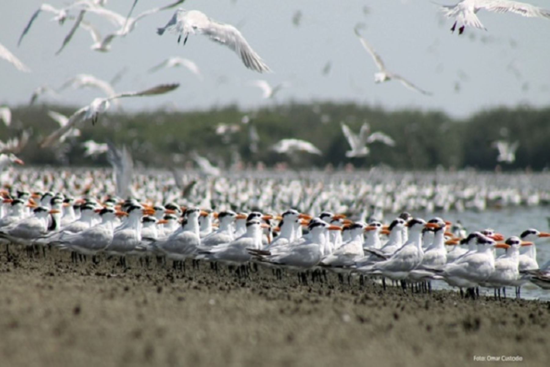 La existencia de estas aves migratorias es fundamental para el cuidado del ambiente y de la biodiversidad