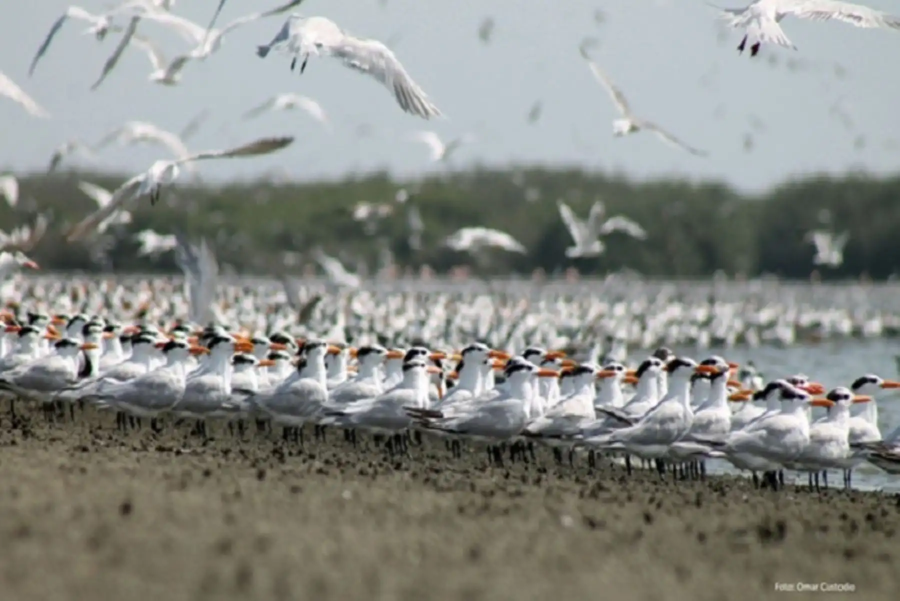 La existencia de estas aves migratorias es fundamental para el cuidado del ambiente y de la biodiversidad